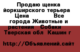 Продаю щенка йоркширского терьера  › Цена ­ 20 000 - Все города Животные и растения » Собаки   . Тверская обл.,Кашин г.